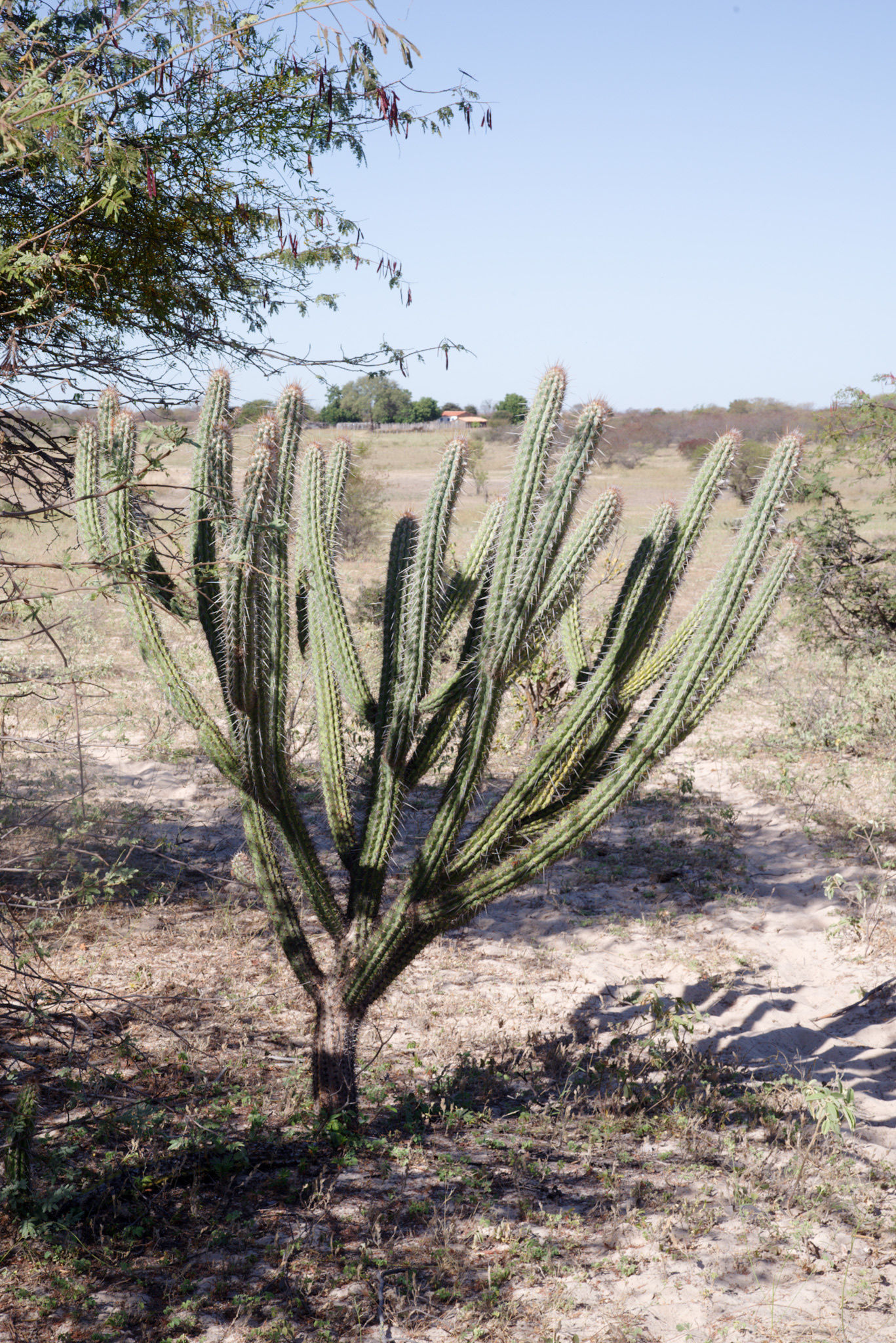 Xiquexique gounellei