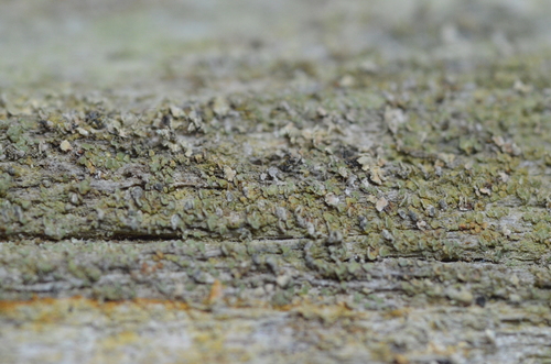 Clypeococcum image