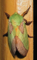 Latoia latistriga