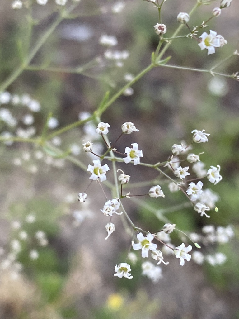 baby's-breath