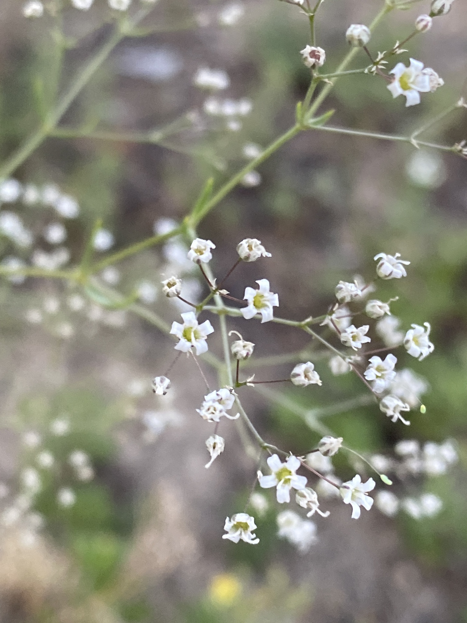 Gypsophila paniculata