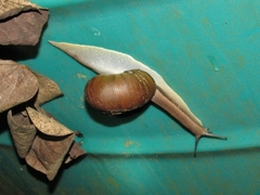 Natalina cafra