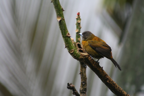 Ramphocelus passerinii