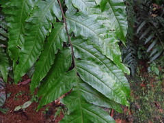 Tectaria phaeocaulis