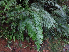 Tectaria phaeocaulis