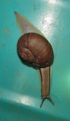 Natalina cafra