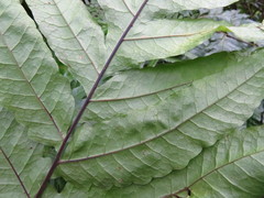 Tectaria phaeocaulis