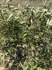 Heteromorpha arborescens abyssinica