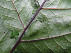 Tectaria phaeocaulis