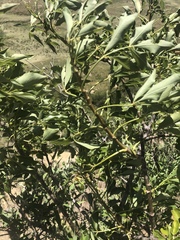Heteromorpha arborescens abyssinica