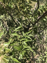 Heteromorpha arborescens abyssinica