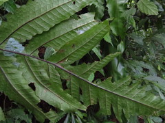 Tectaria phaeocaulis