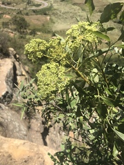 Heteromorpha arborescens abyssinica