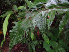 Tectaria phaeocaulis