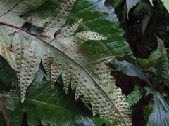 Tectaria phaeocaulis