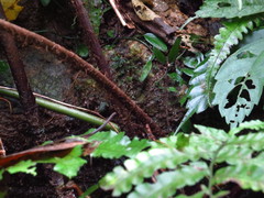 Tectaria phaeocaulis