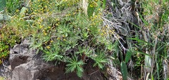 Sonchus ustulatus image