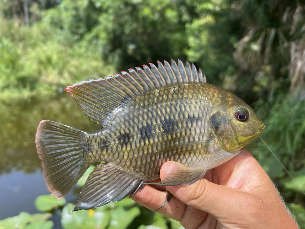 Black Mangrove Cichlid