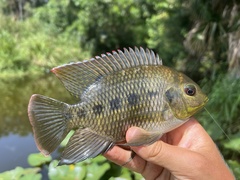 Black Mangrove Cichlid photo 1