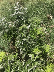 Rubus ludwigii