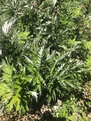 Rubus ludwigii