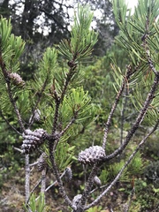 Pinus contorta bolanderi