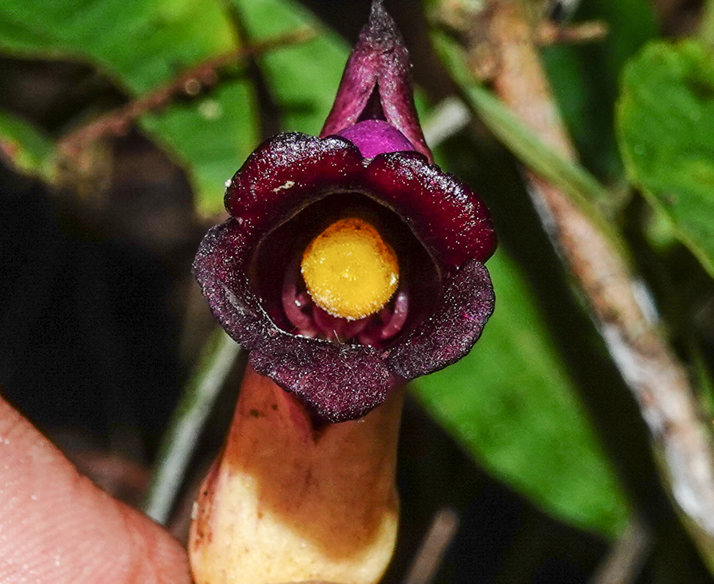 Buchnereae