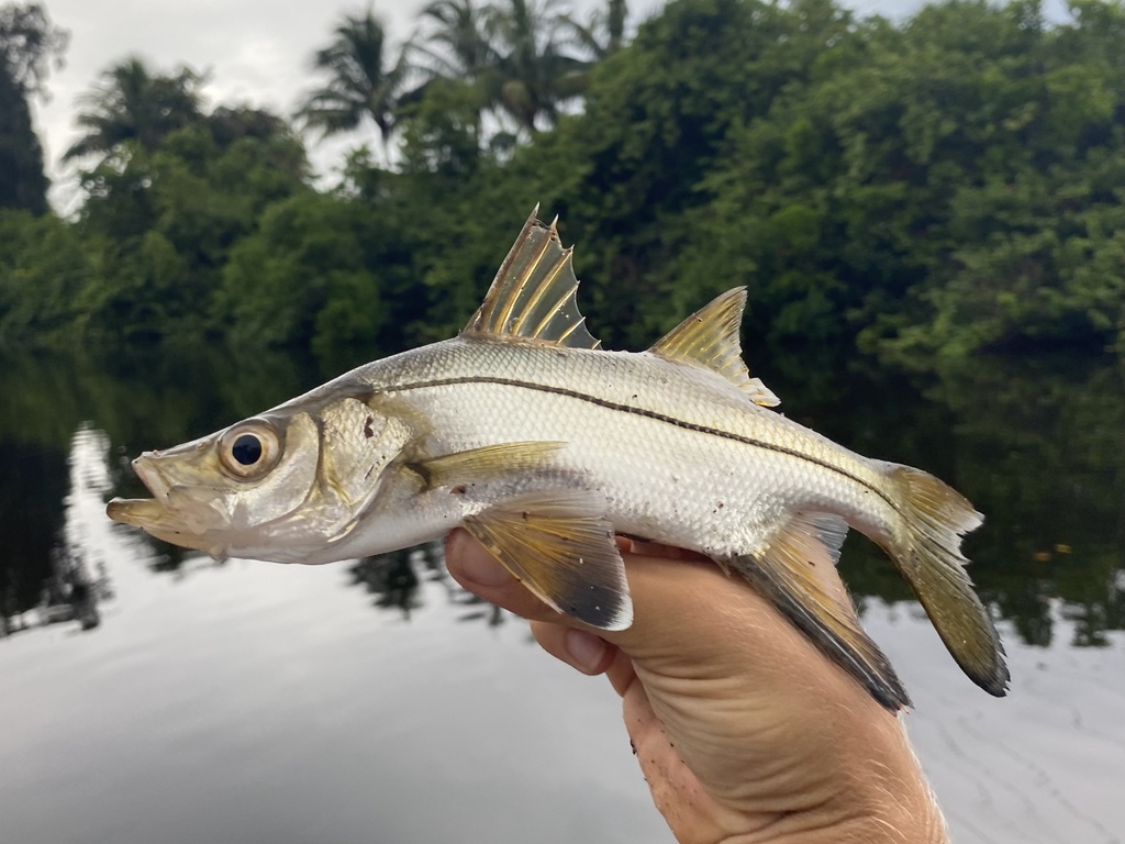 Blackfin snook (Centropomus pectinatus) — Centropomidae