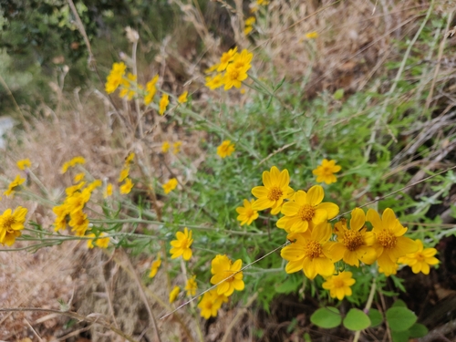 Image of Eriophyllum latilobum by (c) Alexander Wentworth, some rights reserved (CC BY)
