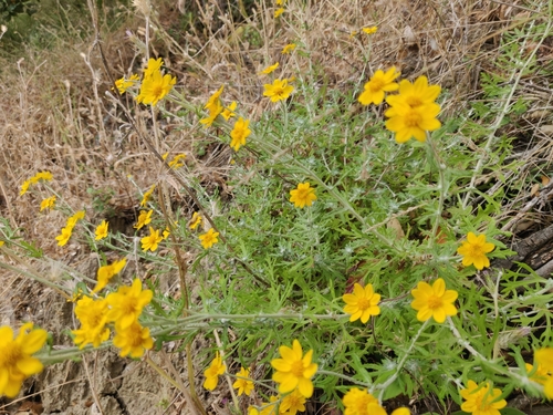 Image of Eriophyllum latilobum by (c) Alexander Wentworth, some rights reserved (CC BY)