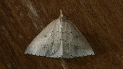 Nearcha nullata