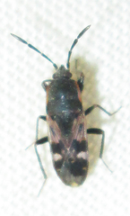 Lanchnophorus singalensis