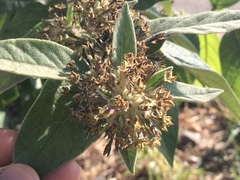 Cestrum tomentosum