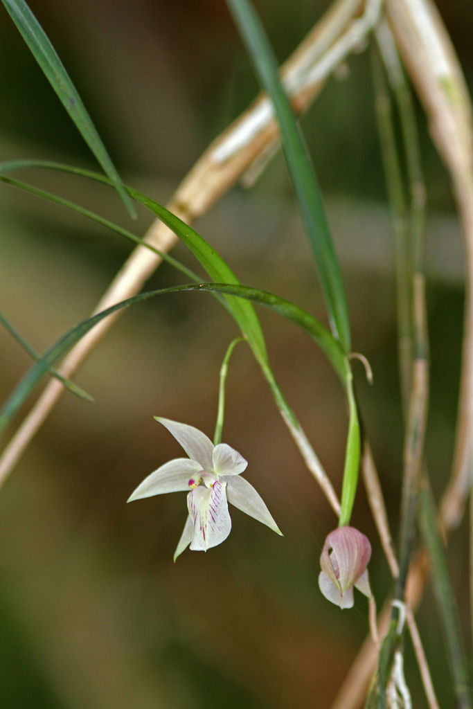 Scaphyglottis pulchella