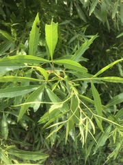 Searsia gerrardii