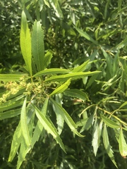 Searsia gerrardii