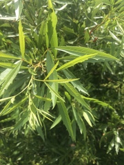 Searsia gerrardii
