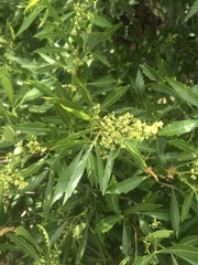 Searsia gerrardii