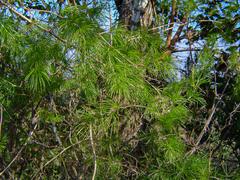 Asparagus laricinus image