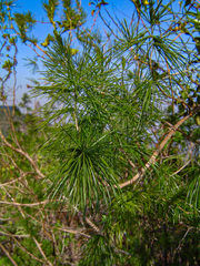 Asparagus laricinus image