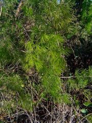 Asparagus laricinus image