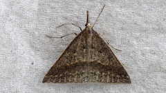 Epidesmia hypenaria