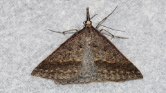 Epidesmia hypenaria