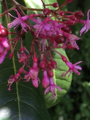 Fuchsia arborescens