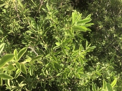 Diospyros lycioides lycioides