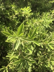 Diospyros lycioides lycioides