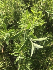 Diospyros lycioides lycioides