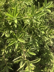 Diospyros lycioides lycioides
