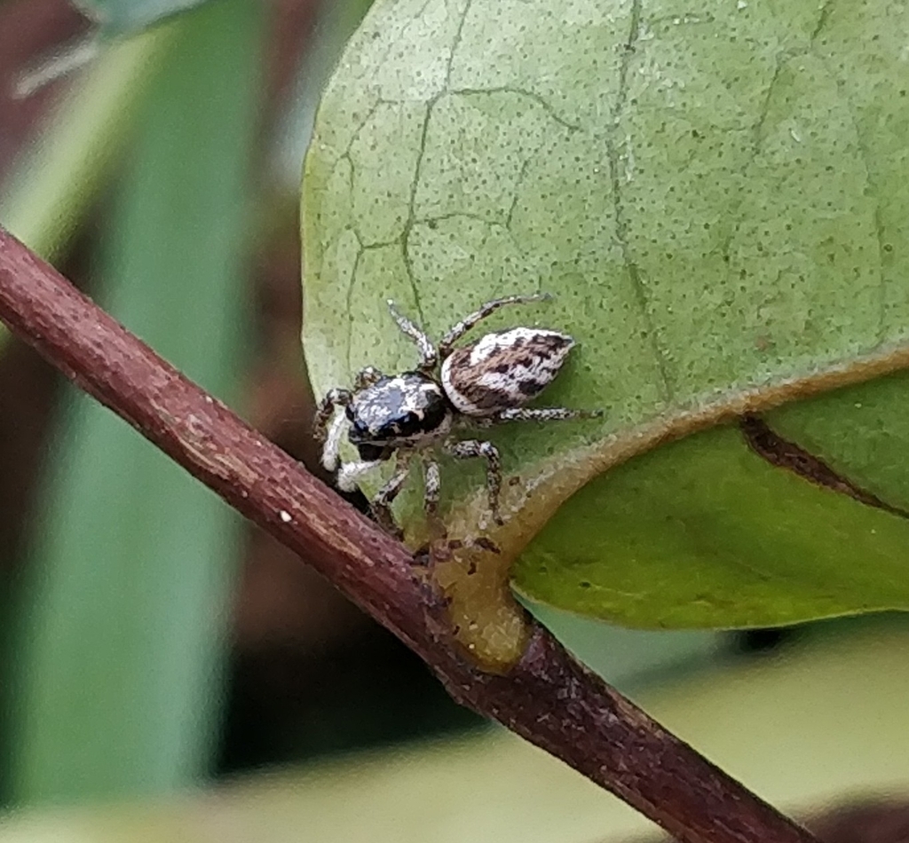 Salticus gomerensis