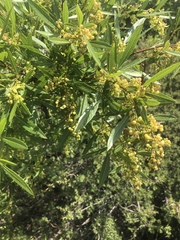 Searsia gerrardii